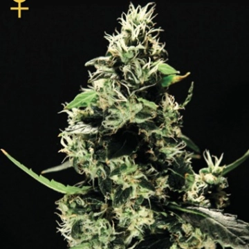 K train cannabis plants in bloom, grown from Feminized seeds – ideal for home cultivation from Greenhouse Seed Co