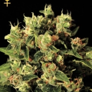 Ladyburn 1974 cannabis plants in bloom, grown from Feminized seeds – ideal for home cultivation from Greenhouse Seed Co