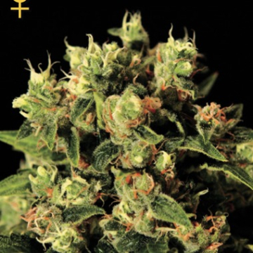 Ladyburn 1974 cannabis plants in bloom, grown from Feminised seeds – ideal for home cultivation from Greenhouse Seed Co