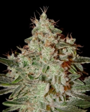 Lemon Skunk cannabis plants in bloom, grown from Feminized seeds – ideal for home cultivation from Greenhouse Seed Co