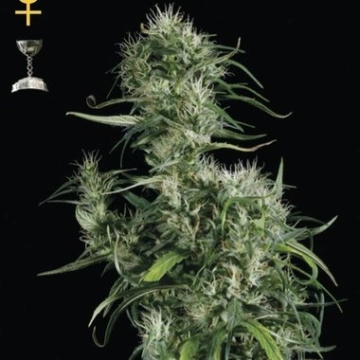 Neville Haze cannabis plants in bloom, grown from Feminized seeds – ideal for home cultivation from Greenhouse Seed Co
