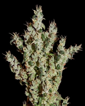 NL5 Haze Mist cannabis plants in bloom, grown from Feminized seeds – ideal for home cultivation from Greenhouse Seed Co