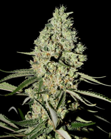Super Critical cannabis plants in bloom, grown from Feminised seeds – ideal for home cultivation from Greenhouse Seed Co