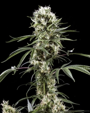 Super Lemon Haze cannabis plants in bloom, grown from Feminized seeds – ideal for home cultivation from Greenhouse Seed Co