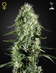 Super Silver Haze cannabis plants in bloom, grown from Feminized seeds – ideal for home cultivation from Greenhouse Seed Co