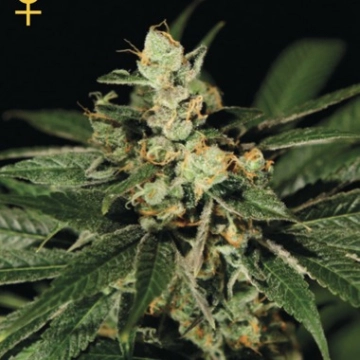 Train Wreck cannabis plants in bloom, grown from Feminized seeds – ideal for home cultivation from Greenhouse Seed Co