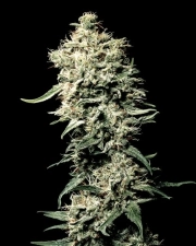 White Rhino cannabis plants in bloom, grown from Feminized seeds – ideal for home cultivation from Greenhouse Seed Co