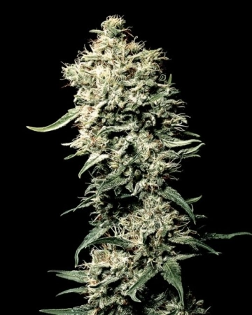 White Rhino cannabis plants in bloom, grown from Feminized seeds – ideal for home cultivation from Greenhouse Seed Co