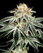 White Widow – Greenhouse Seed Co – Feminized – Product view 2