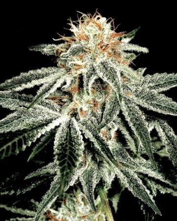 White Widow cannabis plants in bloom, grown from Feminized seeds – ideal for home cultivation from Greenhouse Seed Co