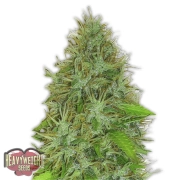 2 Fast 2 Vast Auto cannabis plants in bloom, grown from Feminized seeds – ideal for home cultivation from Heavyweight Seeds