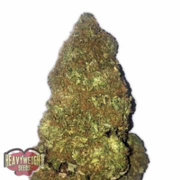 Auto Jackpot cannabis plants in bloom, grown from Automatic seeds – ideal for home cultivation from Heavyweight Seeds