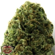 Auto Massive Midget cannabis plants in bloom, grown from Automatic seeds – ideal for home cultivation from Heavyweight Seeds