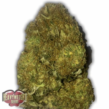 Auto Skunky Monkey cannabis plants in bloom, grown from Automatic seeds – ideal for home cultivation from Heavyweight Seeds