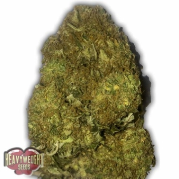 Auto Skunky Monkey cannabis plants in bloom, grown from Automatic seeds – ideal for home cultivation from Heavyweight Seeds