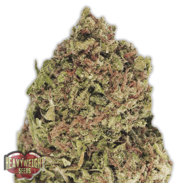 Dream Machine cannabis plants in bloom, grown from Feminised seeds – ideal for home cultivation from Heavyweight Seeds