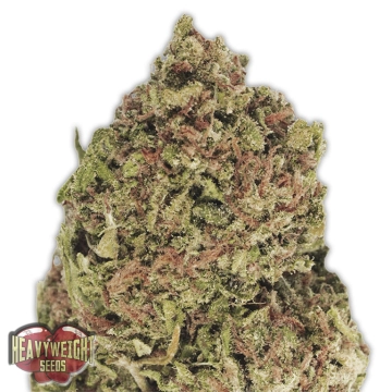 Dream Machine cannabis plants in bloom, grown from Feminized seeds – ideal for home cultivation from Heavyweight Seeds
