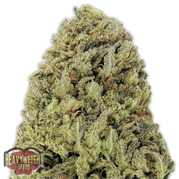 Fast And Vast Auto cannabis plants in bloom, grown from Feminized seeds – ideal for home cultivation from Heavyweight Seeds