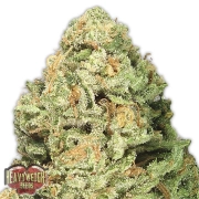 Fruit Punch cannabis plants in bloom, grown from Feminized seeds – ideal for home cultivation from Heavyweight Seeds
