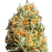 Fully Loaded Auto cannabis plants in bloom, grown from Automatic seeds – ideal for home cultivation from Heavyweight Seeds