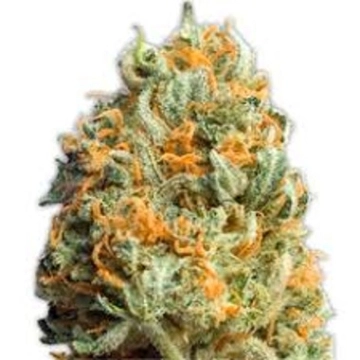 Fully Loaded Auto cannabis plants in bloom, grown from Automatic seeds – ideal for home cultivation from Heavyweight Seeds