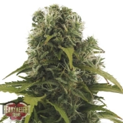 High Density Auto cannabis plants in bloom, grown from Automatic seeds – ideal for home cultivation from Heavyweight Seeds