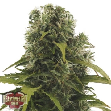 High Density Auto cannabis plants in bloom, grown from Automatic seeds – ideal for home cultivation from Heavyweight Seeds