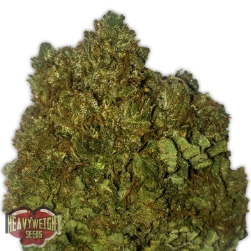 Money Bush cannabis plants in bloom, grown from Feminized seeds – ideal for home cultivation from Heavyweight Seeds