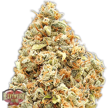 Monster Profit cannabis plants in bloom, grown from Feminized seeds – ideal for home cultivation from Heavyweight Seeds