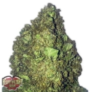 Short and Sweet Auto cannabis plants in bloom, grown from Automatic seeds – ideal for home cultivation from Heavyweight Seeds