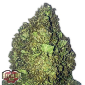 Short and Sweet Auto cannabis plants in bloom, grown from Automatic seeds – ideal for home cultivation from Heavyweight Seeds