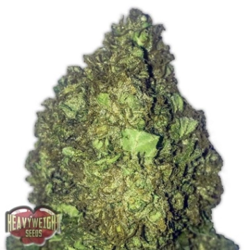 Short and Sweet Auto cannabis plants in bloom, grown from Automatic seeds – ideal for home cultivation from Heavyweight Seeds