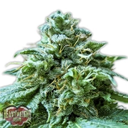 Superb OG cannabis plants in bloom, grown from Feminized seeds – ideal for home cultivation from Heavyweight Seeds