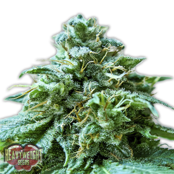 Superb OG cannabis plants in bloom, grown from Feminised seeds – ideal for home cultivation from Heavyweight Seeds
