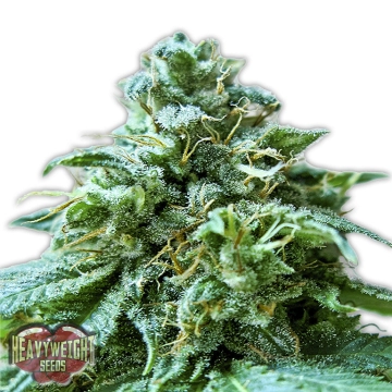 Superb OG cannabis plants in bloom, grown from Feminized seeds – ideal for home cultivation from Heavyweight Seeds