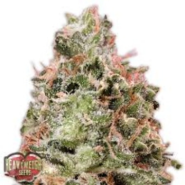 Waist Deep Auto cannabis plants in bloom, grown from Automatic seeds – ideal for home cultivation from Heavyweight Seeds