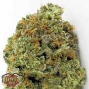 Wipeout Express Auto cannabis plants in bloom, grown from Automatic seeds – ideal for home cultivation from Heavyweight Seeds