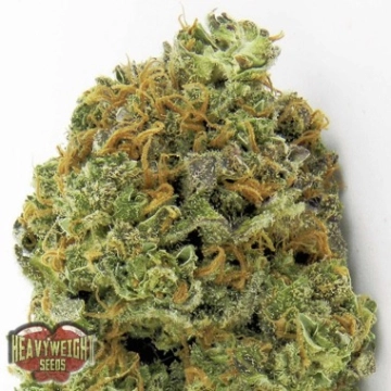 Wipeout Express Auto cannabis plants in bloom, grown from Automatic seeds – ideal for home cultivation from Heavyweight Seeds