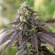 707 Headband cannabis plants in bloom, grown from Feminized seeds – ideal for home cultivation from Humboldt Seed Organization