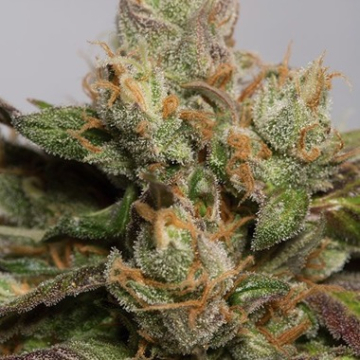 707 Truthband cannabis plants in bloom, grown from Feminised seeds – ideal for home cultivation from Humboldt Seed Organization