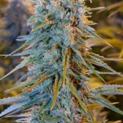 Blue Dream cannabis plants in bloom, grown from Feminised seeds – ideal for home cultivation from Humboldt Seed Organization