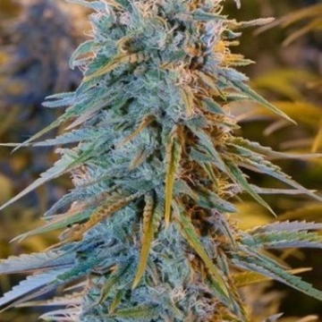 Blue Dream cannabis plants in bloom, grown from Feminized seeds – ideal for home cultivation from Humboldt Seed Organization