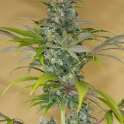 Blue Dream CBD cannabis plants in bloom, grown from Feminized seeds – ideal for home cultivation from Humboldt Seed Organization