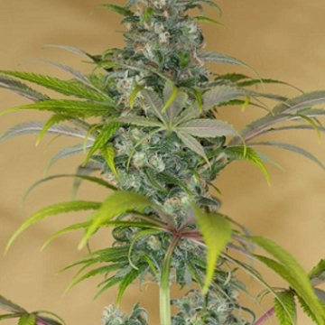 Blue Dream CBD cannabis plants in bloom, grown from Feminized seeds – ideal for home cultivation from Humboldt Seed Organization