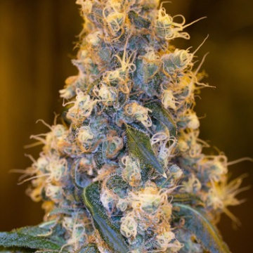Blue Fire cannabis plants in bloom, grown from Feminised seeds – ideal for home cultivation from Humboldt Seed Organization