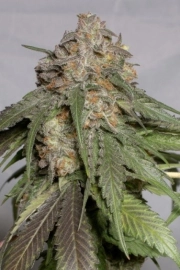 Blueberry Headband cannabis plants in bloom, grown from Feminized seeds – ideal for home cultivation from Humboldt Seed Organization