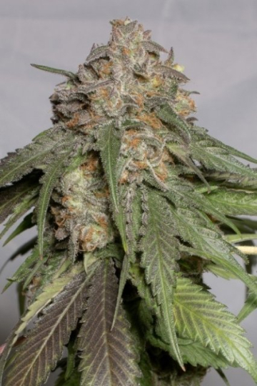 Blueberry Headband cannabis plants in bloom, grown from Feminised seeds – ideal for home cultivation from Humboldt Seed Organization
