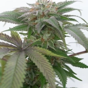 Bubba Kush 2.0 cannabis plants in bloom, grown from Feminized seeds – ideal for home cultivation from Humboldt Seed Organization