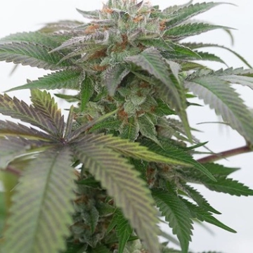 Bubba Kush 2.0 cannabis plants in bloom, grown from Feminized seeds – ideal for home cultivation from Humboldt Seed Organization