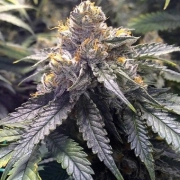 Bubba's Gift cannabis plants in bloom, grown from Feminized seeds – ideal for home cultivation from Humboldt Seed Organization